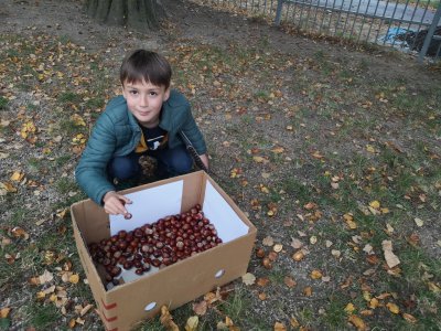 Sbíráme kaštany pro zvířátka...