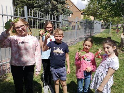 Sklízíme úrodu...