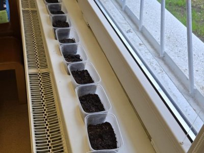 Sázíme řeřichu...