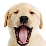 Sbírka pro psí útulek