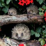 Jsem laskavec - pomáhám zvířatům